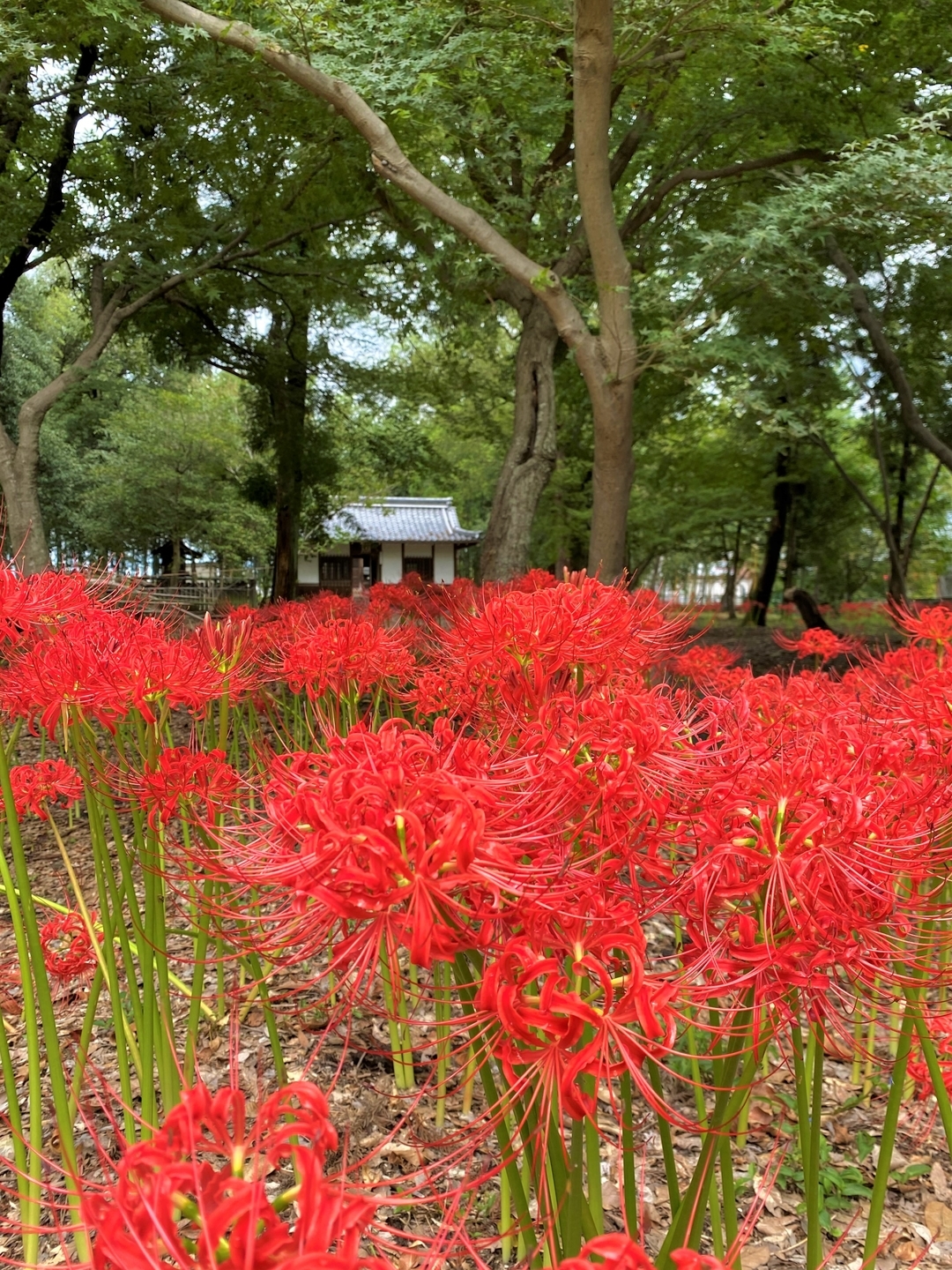 若宮八幡宮（八幡）の彼岸花　見頃　　2021年9月18日　撮影：MKタクシー