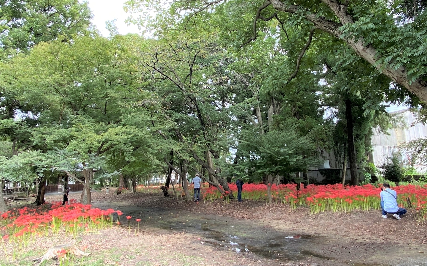 若宮八幡宮(八幡)の彼岸花 見頃 2021年9月18日 撮影:MKタクシー