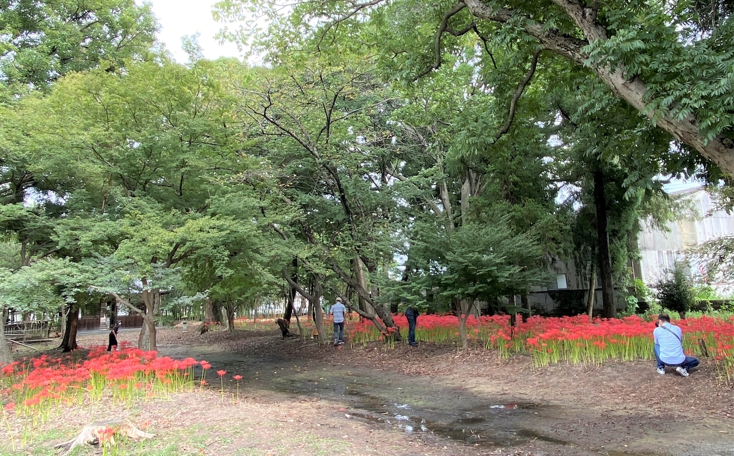 若宮八幡宮（八幡）の彼岸花　見頃　　2021年9月18日　撮影：MKタクシー