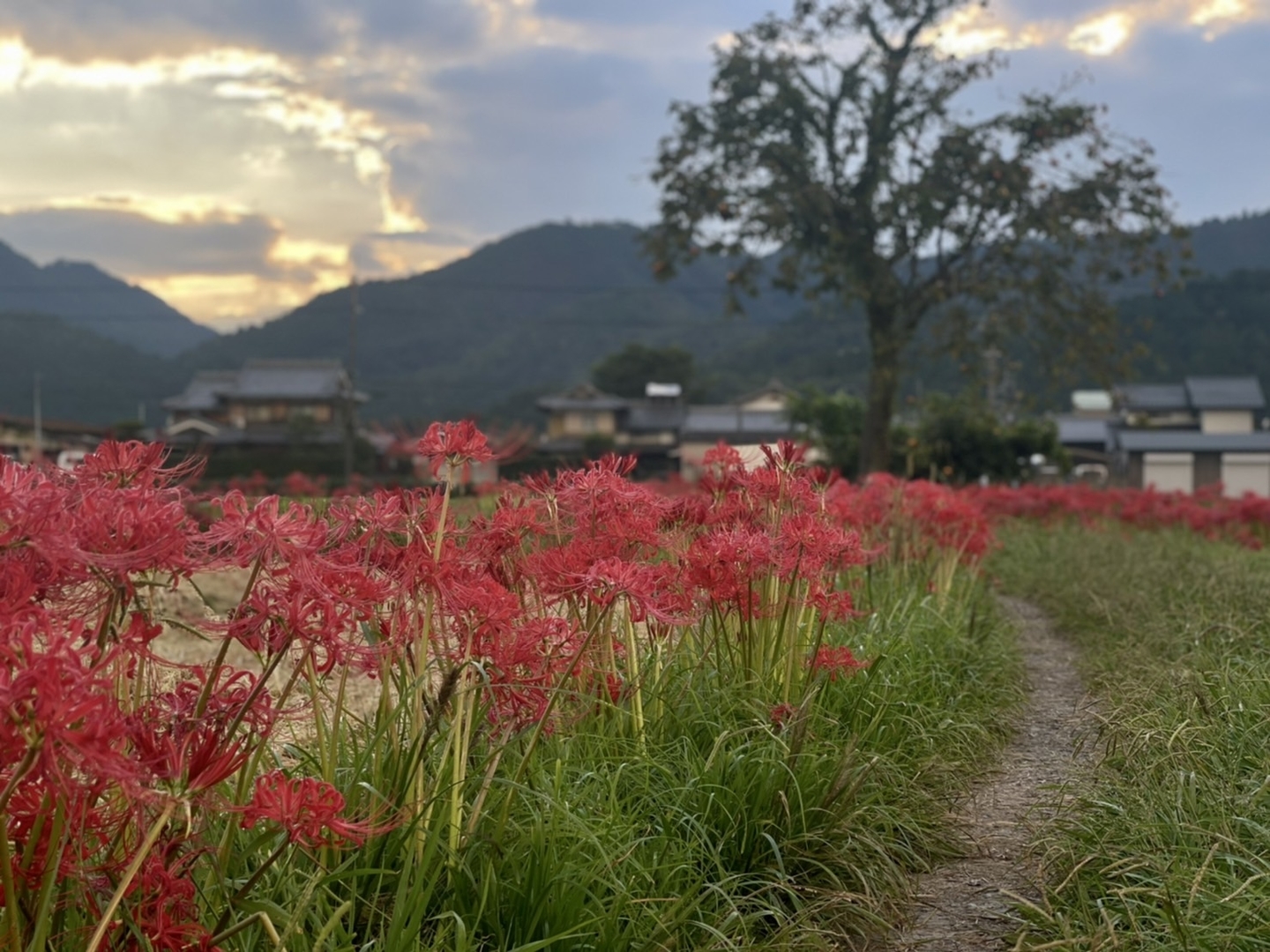 曽我部町西条(亀岡)の彼岸花 見頃 2021年9月20日 撮影:MKタクシー