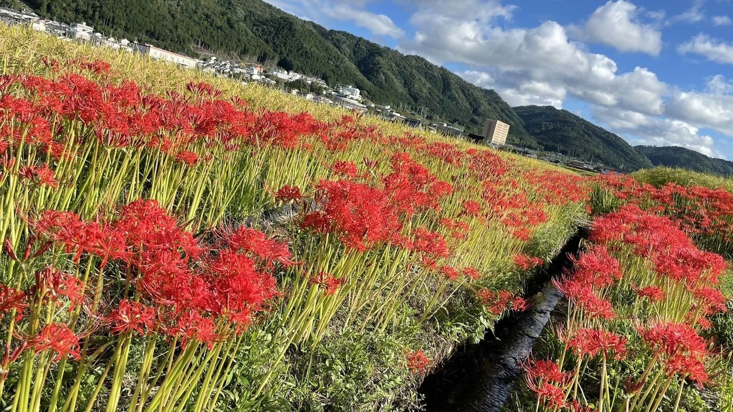 曽我部町(亀岡)の彼岸花 見頃 2021年9月18日 撮影:MKタクシー
