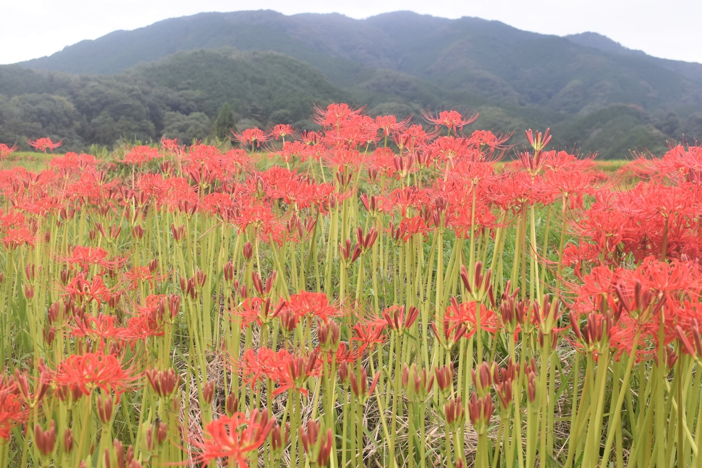 森脇(御所)の彼岸花と葛城山 見頃 2021年9月19日 撮影:MKタクシー