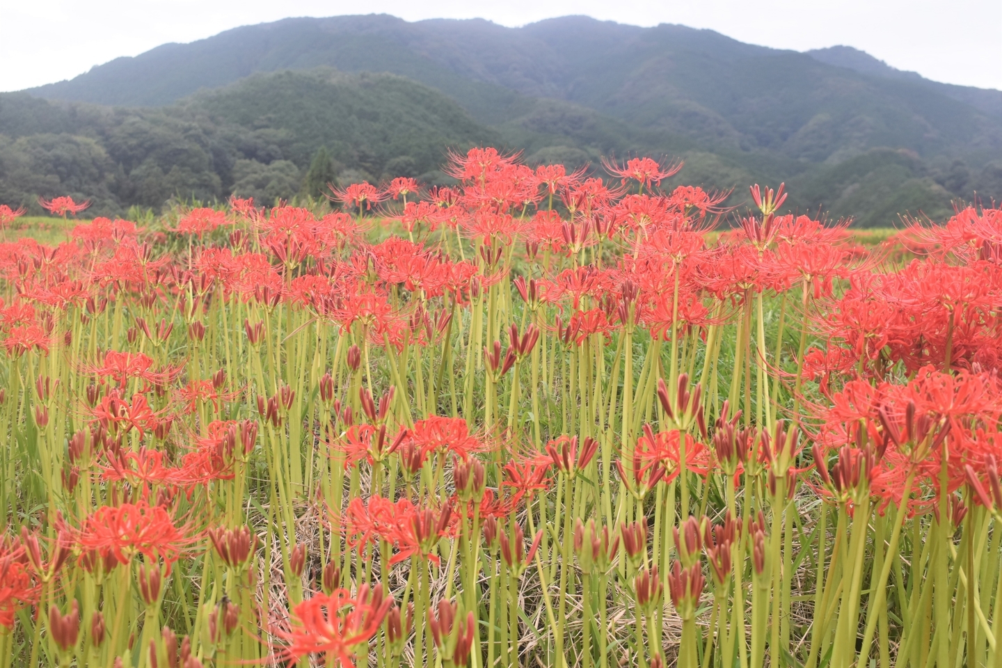 森脇（御所）の彼岸花と葛城山　見頃　2021年9月19日　撮影：MKタクシー