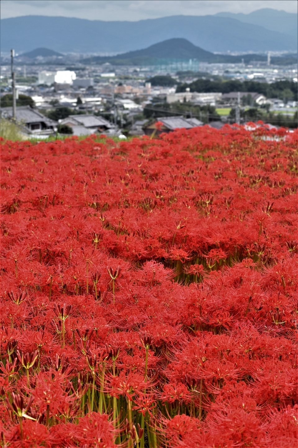 九品寺（御所）の彼岸花と畝傍山　見頃　2021年9月19日　撮影：MKタクシー