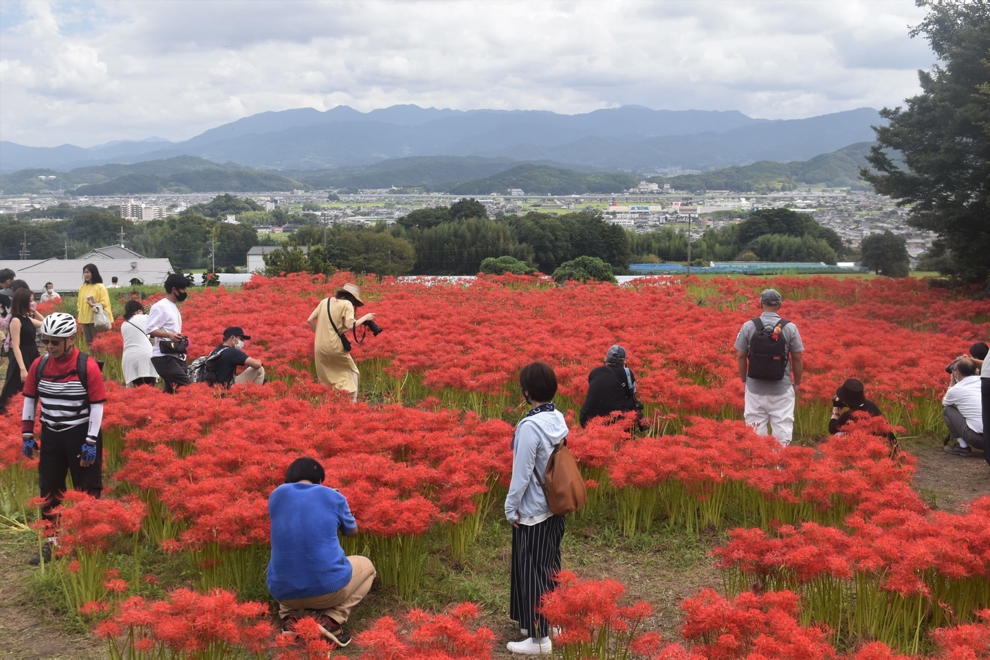 九品寺（御所）の彼岸花　見頃　2021年9月19日　撮影：MKタクシー