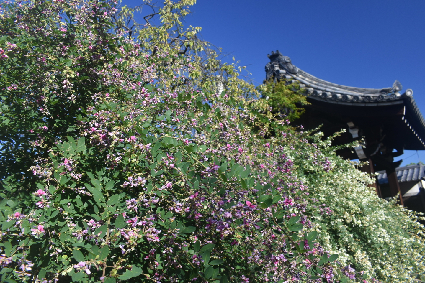 法住寺の萩　見頃　2021年9月21日　撮影：MKタクシー