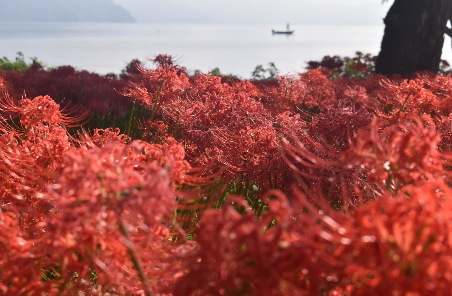 桂浜園地（高島）の彼岸花と海津大崎　見頃　2021年9月23日　撮影：MKタクシー