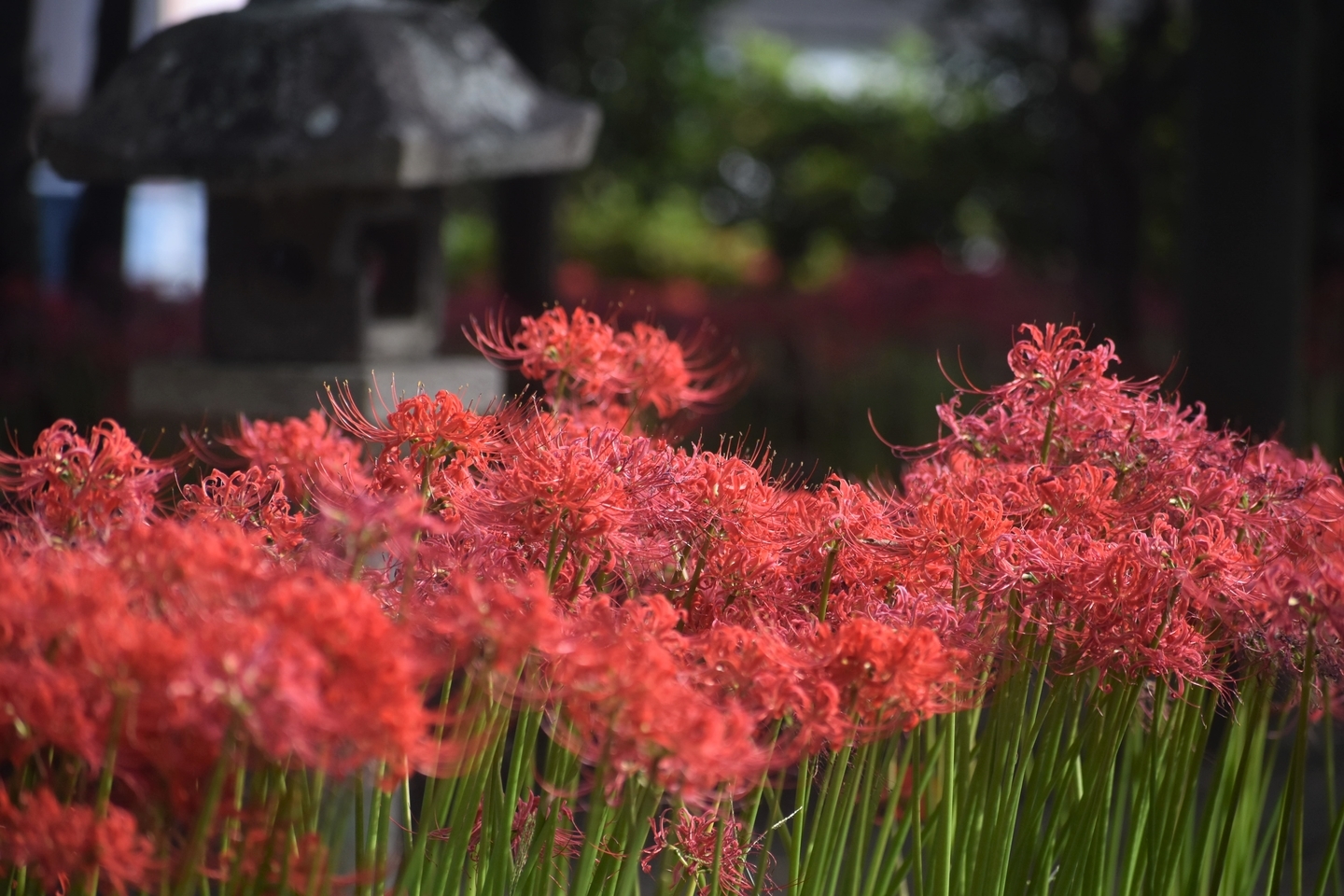 若宮八幡宮（八幡）の彼岸花　散りはじめ　2021年9月25日　撮影：MKタクシー