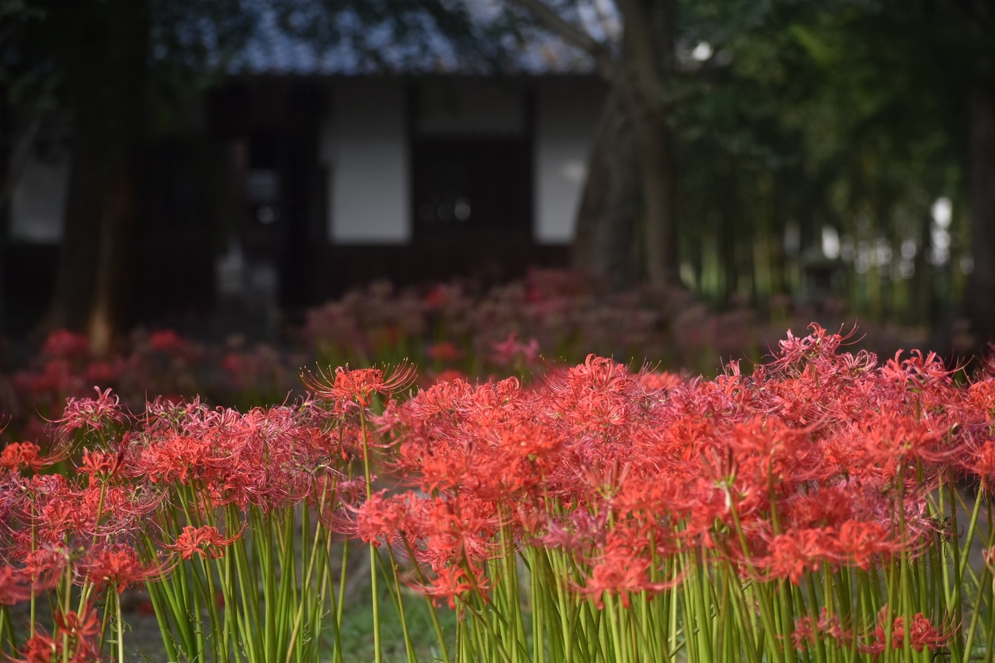 若宮八幡宮（八幡）の彼岸花と拝殿　散りはじめ　2021年9月25日　撮影：MKタクシー