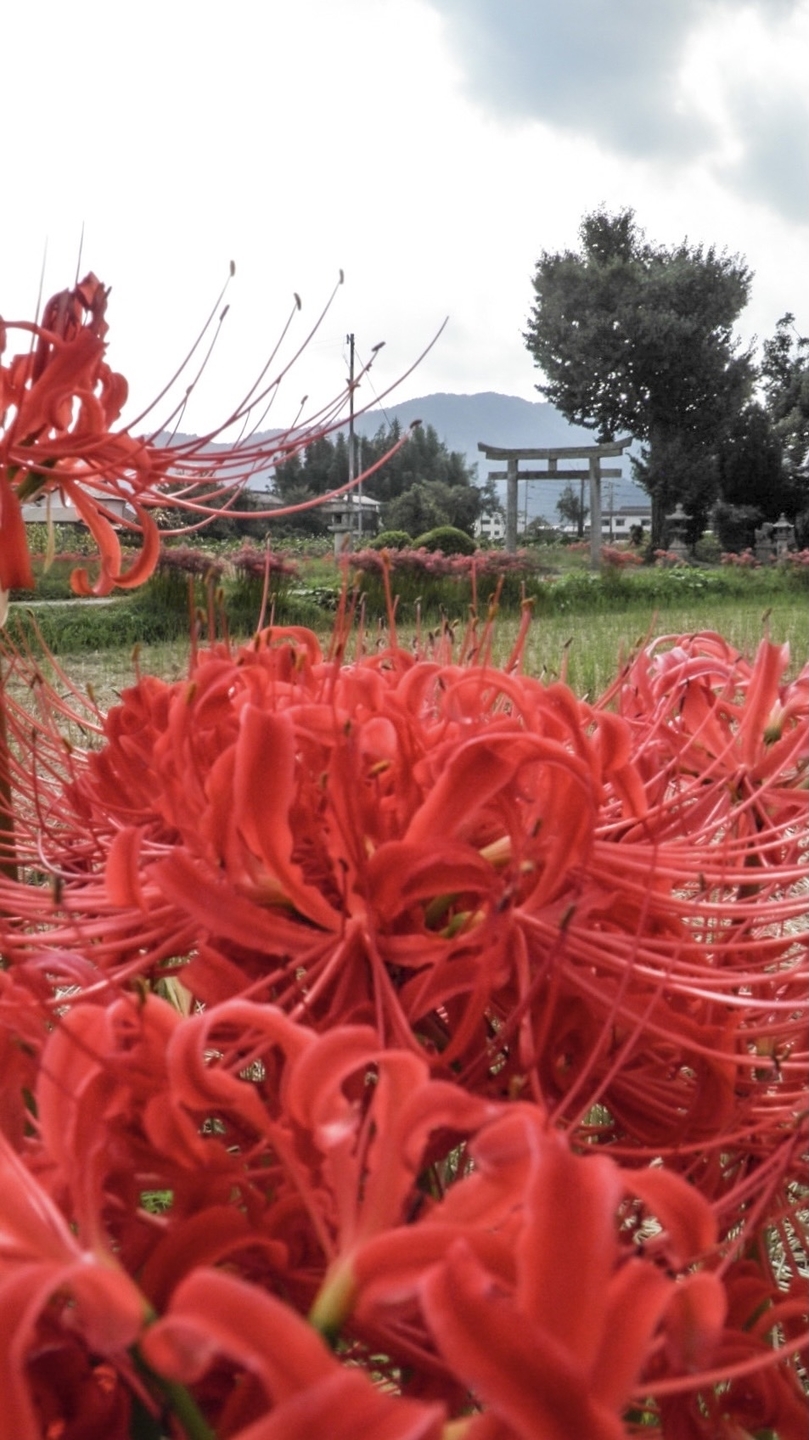 重利八幡宮の彼岸花 見頃 2021年9月23日 撮影:MKタクシー