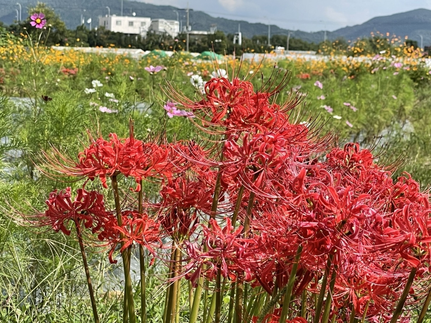亀岡夢コスモス園の彼岸花 散りはじめ 2021年9月25日 撮影:MKタクシー