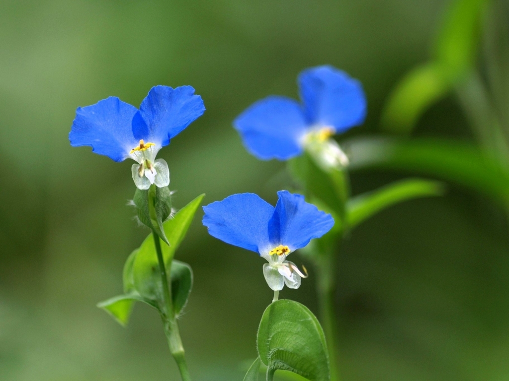 季節のたより10 ツユクサ - mkbkc's diary
