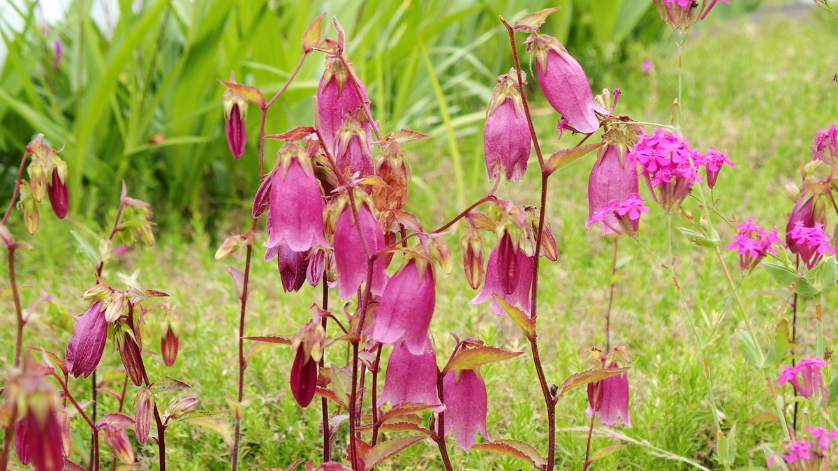 f:id:mkbkc:20190618095754j:plain