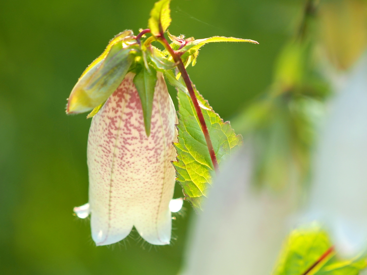 f:id:mkbkc:20190618101125j:plain