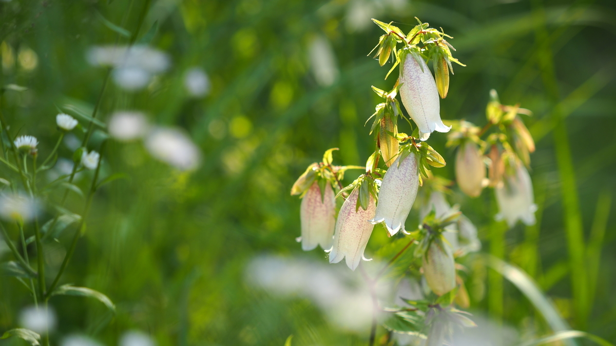 f:id:mkbkc:20190618101718j:plain