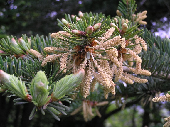 季節のたより45 モミ - mkbkc's diary