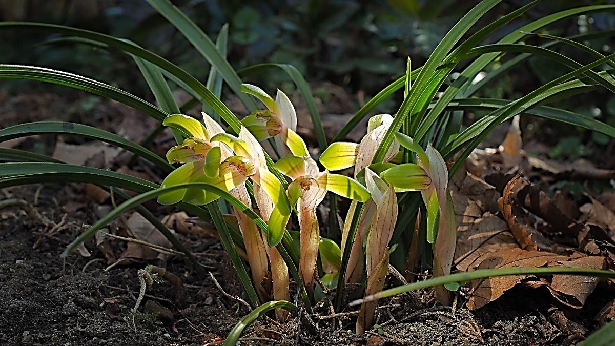 季節のたより47 シュンラン - mkbkc's diary