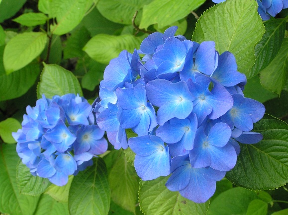 f:id:mkbkc:20200626174829j:plain