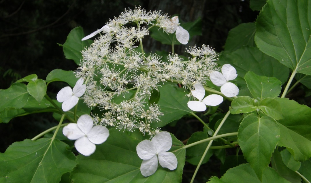 f:id:mkbkc:20200626175045j:plain