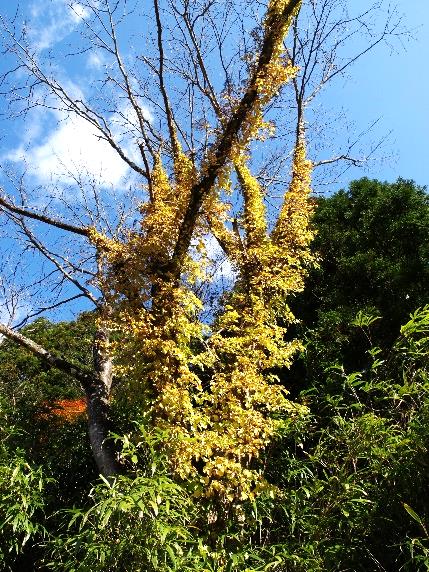 f:id:mkbkc:20200626175154j:plain