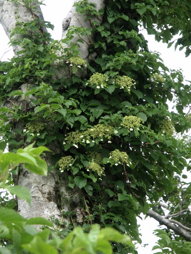 f:id:mkbkc:20200626175358j:plain