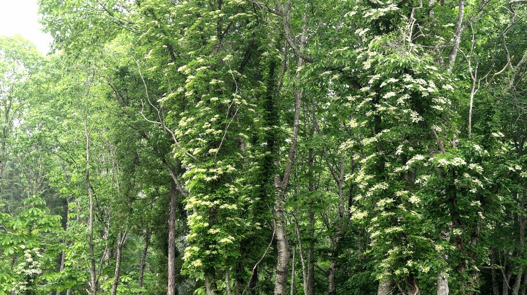 f:id:mkbkc:20200626175634j:plain