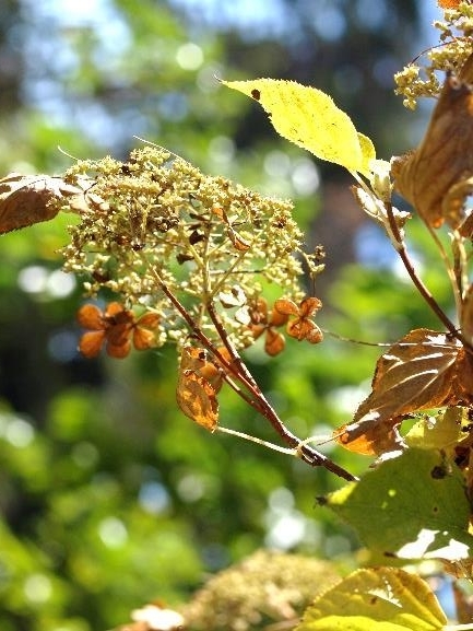 f:id:mkbkc:20200626175914j:plain