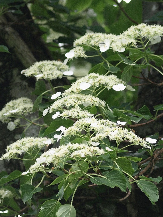 f:id:mkbkc:20200629173235j:plain