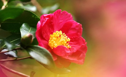 季節のたより65 サザンカ - mkbkc's diary