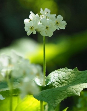 季節のたより76 サンカヨウ - mkbkc's diary