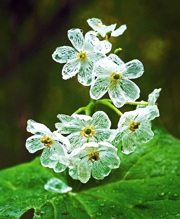 季節のたより76 サンカヨウ - mkbkc's diary