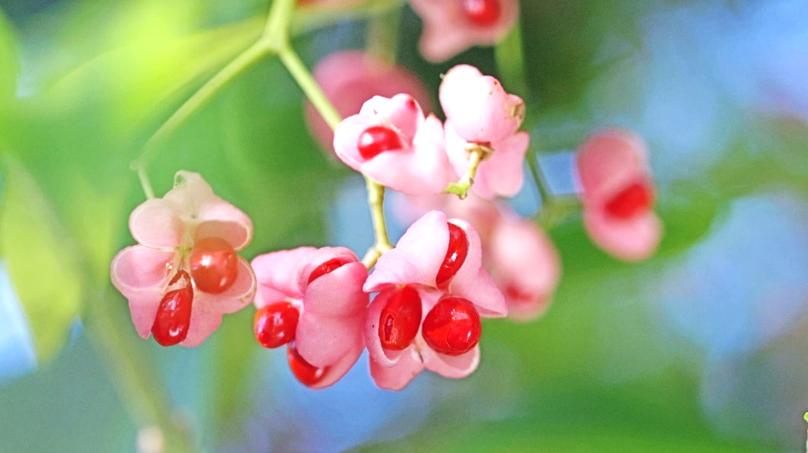 季節のたより86 マユミ - mkbkc's diary