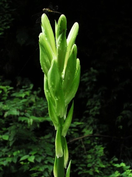 オオウバユリ　茎付き花殻　70本 季節のたより89 オオウバユリ - mkbkc's diary