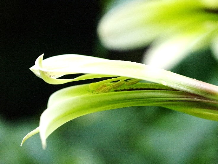 北海道産オオウバユリに白い綿花を針葉樹と束ねた香り豊かな　クリスマス　スワッグ こんにちは。 お花付きの童仙房クリスマスローズ入荷しています