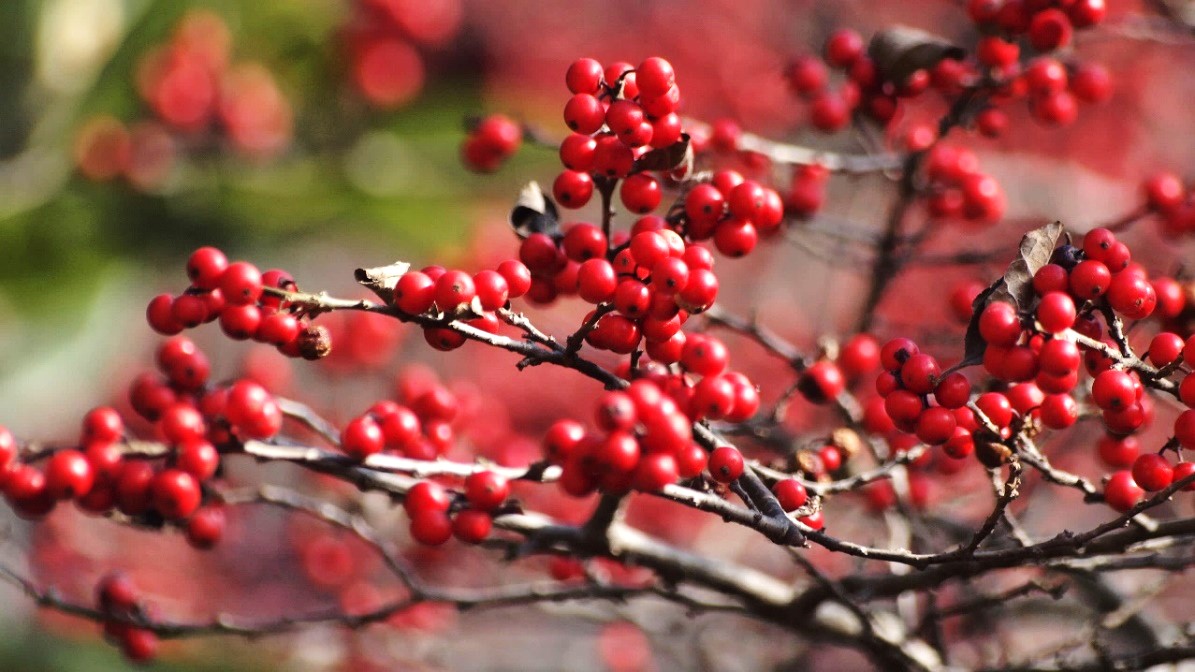 季節のたより90 ウメモドキ - mkbkc's diary