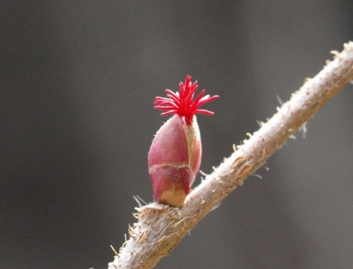 山採り　ツノハシバミ 山採り ツノハシバミ
