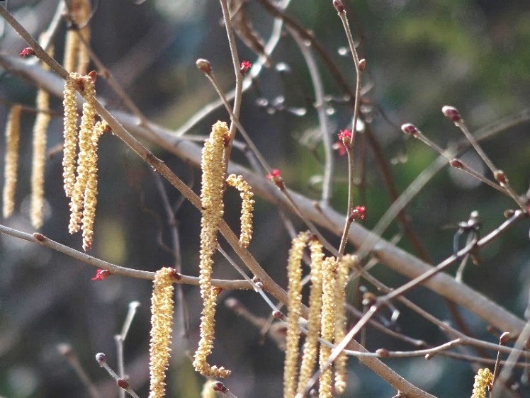 山採り　ツノハシバミ 山採り ツノハシバミ
