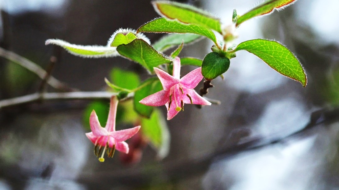 季節のたより96 ウグイスカグラ - mkbkc's diary