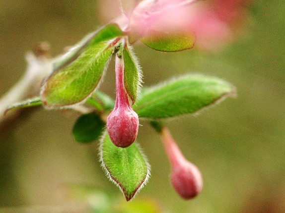 80 山採り　ウグイスカグラ 季節のたより96 ウグイスカグラ - mkbkc's diary