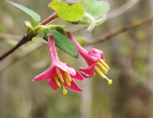 80 山採り　ウグイスカグラ 季節のたより96 ウグイスカグラ - mkbkc's diary