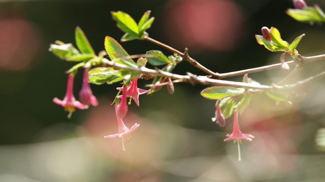 80 山採り　ウグイスカグラ 季節のたより96 ウグイスカグラ - mkbkc's diary