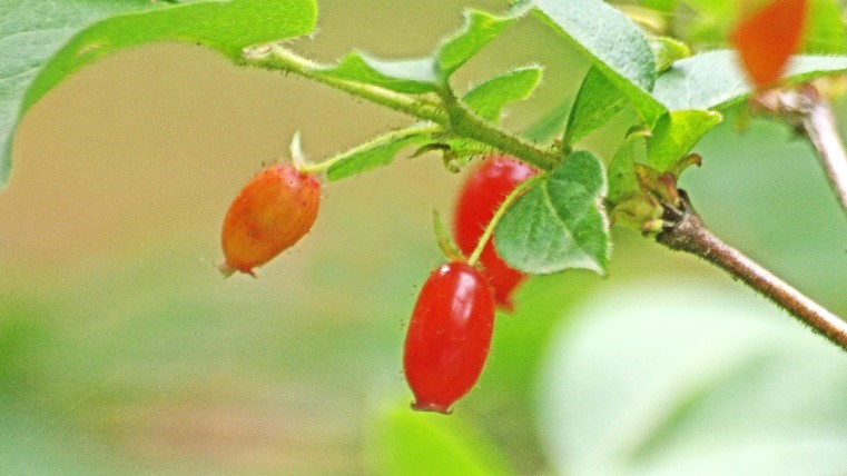 80 山採り　ウグイスカグラ 季節のたより96 ウグイスカグラ - mkbkc's diary