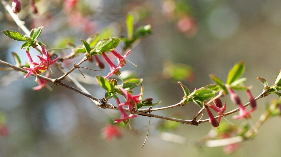 80 山採り　ウグイスカグラ 季節のたより96 ウグイスカグラ - mkbkc's diary