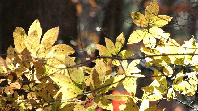 季節のたより111 メグスリノキ - mkbkc's diary