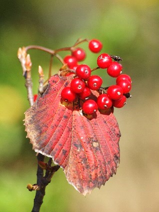 季節のたより112 ガマズミ - mkbkc's diary