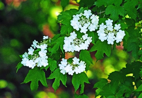 ◇◇ガマズミ 山取 ◇◇211