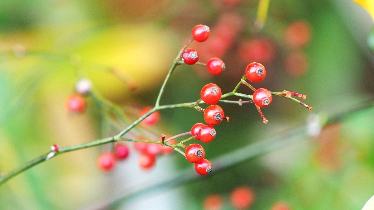 季節のたより137 ノイバラ - mkbkc's diary