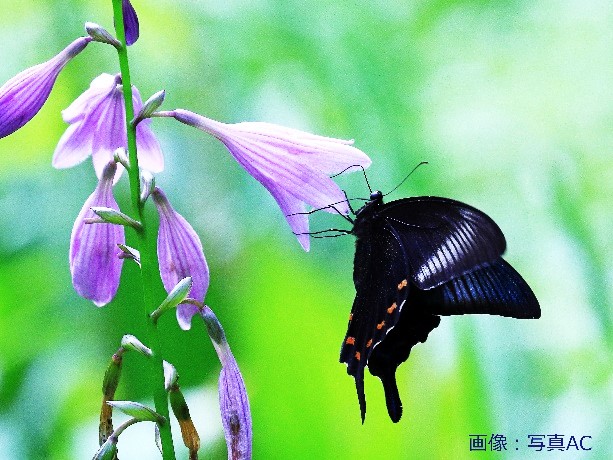 季節のたより151 コバギボウシ - mkbkc's diary
