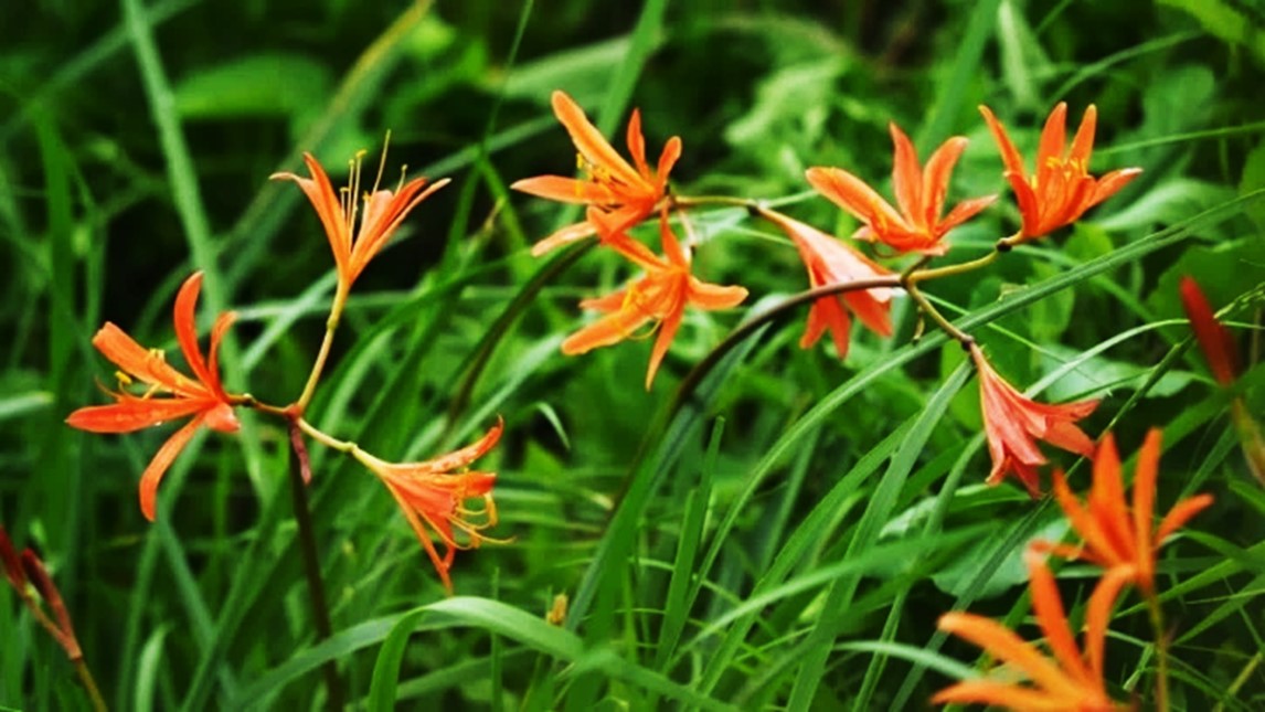 2個 キツネノカミソリ 球根 2個 オレンジ色の花 可愛らしい 小さめの花