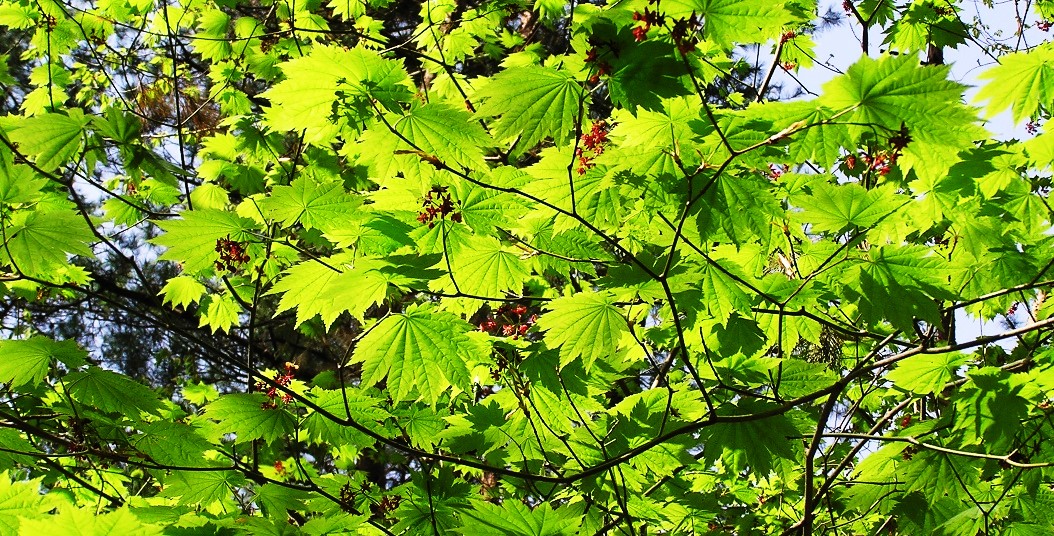 ◇◇ハウチワカエデ 山取 ◇◇16 コハウチワカエデ⁄山採り天然木現品発送